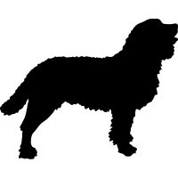 (image for) American Water Spaniel _