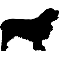 (image for) Clumber Spaniel _