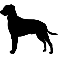 (image for) Curly Coated Retriever 2 _