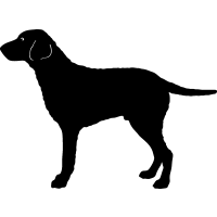 (image for) Curly Coated Retriever =