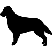 (image for) Flat-coated Retriever 2 _