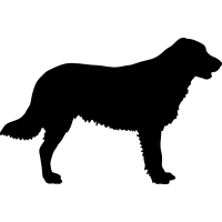 (image for) Flat Coated Retriever _