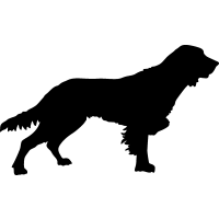 (image for) French Spaniel 2 _
