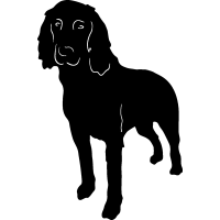 (image for) German Longhaired Pointer =