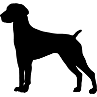 (image for) German Shorthaired 4 =