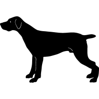 (image for) German Shorthaired =