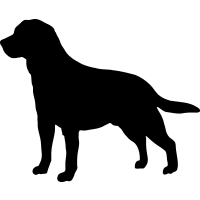 (image for) Labrador Retriever 4 _
