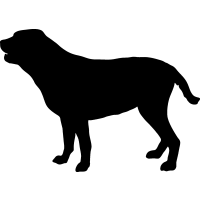 (image for) Labrador Retriever _