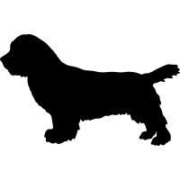 (image for) Sussex Spaniel 2 _