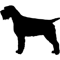 (image for) Wirehair Pointing Griffon _