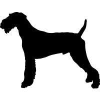 (image for) Airedale Terrier _