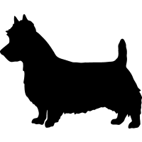 (image for) Australian Terrier 02 _