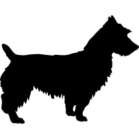 (image for) Australian Terrier =