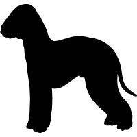 (image for) Bedlington Terrier 2 _
