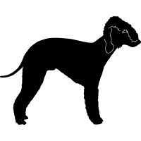 (image for) Bedlington Terrier =