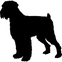 (image for) Black Russian Terrier 3 _