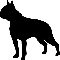 (image for) Boston Terrier 1 _