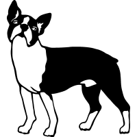 (image for) Boston Terrier 3 =