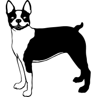 (image for) Boston Terrier 4 =