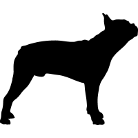 (image for) Boston Terrier _
