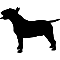 (image for) Bull Terrier _