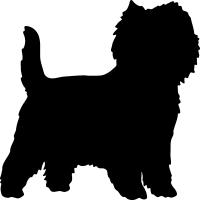 (image for) Cairn Terrier 2 _