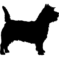 (image for) Cairn Terrier _