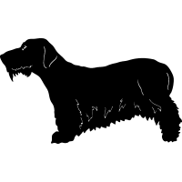 (image for) Czesky Terrier =
