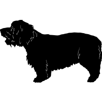 (image for) Glen Of Imaal Terrier =