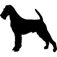 (image for) Irish Terrier 2 _