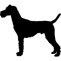 (image for) Irish Terrier _