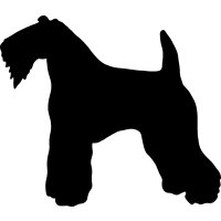 (image for) Kerry Blue Terrier 2 _