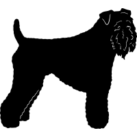 (image for) Kerry Blue Terrier =