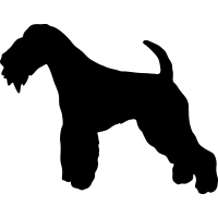 (image for) Lakeland Terrier 2 _