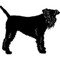 (image for) Lakeland Terrier =