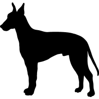 (image for) Manchester Terrier 2 _