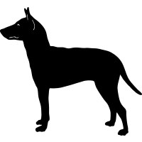 (image for) Manchester Terrier 3 =