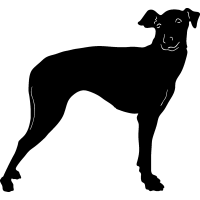 (image for) Manchester Terrier =