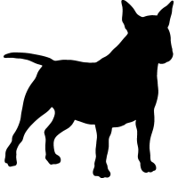 (image for) Miniature Bull Terrier 2 _