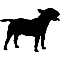(image for) Miniature Bull Terrier _