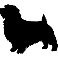 (image for) Norfolk Terrier 2 _