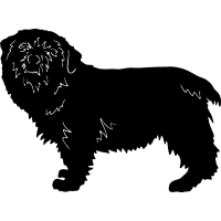 (image for) Norfolk Terrier =