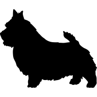 (image for) Norwich Terrier 2 _
