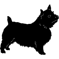 (image for) Norwich Terrier =