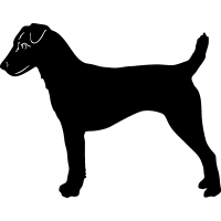 (image for) Parso Russel Terrier 3 =