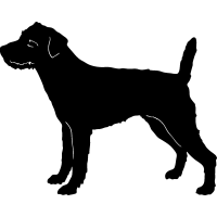 (image for) Parson Russel Terrier 2 =