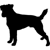(image for) Parson Russell Terrier 5 _
