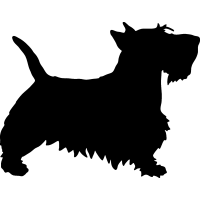 (image for) Scottish Terrier 2 _