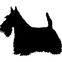 (image for) Scottish Terrier 3 _