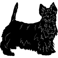 (image for) Scottish Terrier =
